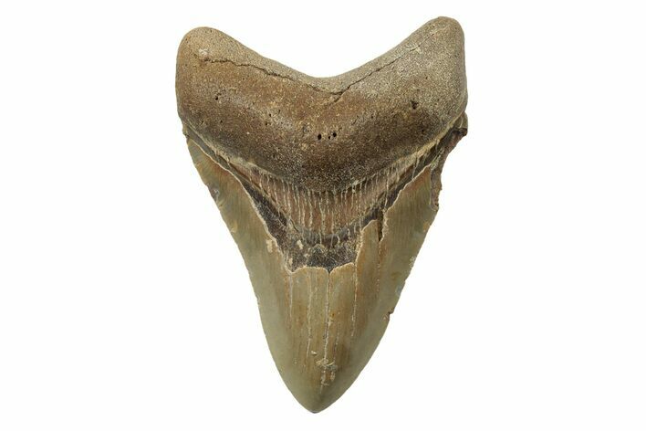 Serrated, Fossil Megalodon Tooth - North Carolina #236789